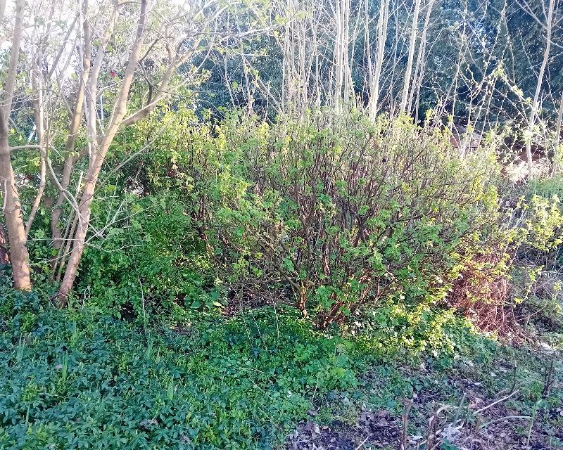 Milieux ligneux